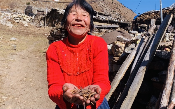 COVID-19 has dealt a huge blow for the cordyceps collectors in Bhutan