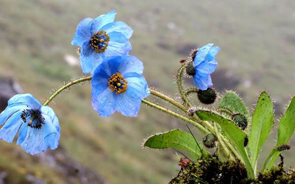 Endangered Plant Species In Bhutan